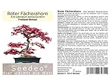 Seedeo® Roter Fächerahorn (Acer palmatum atropurpureum) Bonsai 20 S