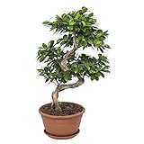 Bonsai von Botanicly – Bonsai – Höhe: 70 cm – Ficus Gin Seng