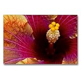 CALVENDO Premium Textil-Leinwand 90 x 60 cm Quer-Format Hibiscus Rosa Sinensis - Jolanda Gommer, Leinwanddruck von Martina C