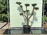 OLEA EUROPEA - OLIVENBAUM-PON-PON, STAMMUMFANG 30 - 40 CM