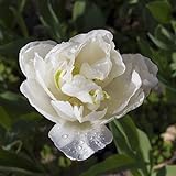 Kölle Tulpe weiß, gefüllt, vorgetrieben, Topf-Ø 15 cm, 3er-S