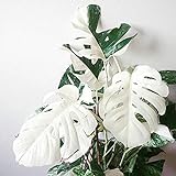 C-LARSS 100Pcs White Monstera Palm Turtle Blätter Pflanzensamen Einfach Zu Pflanzen Garten Balkon Bonsai Dekor Monstera Samen 100 Stück