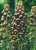 5 Persische Kaiserkronen Fritillaria Persica Blumenzwieb