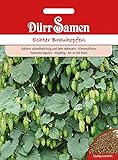 Echter Brauhopfen Humulus lup