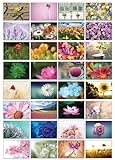 Auswahl an Natur-Postkarten: 32 Postkarten in verschiedenen Naturmotiven (Hübsche Blumen)