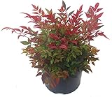 Nandina domestica 'Gulfstream'-Scheinbambus, Himmelsbambus - winterharter, wintergrüner, Zwerg- Strauch 17 cm Topf Kübelpflanze - Beetp