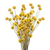 HUAESIN 30pcs Getrocknete Blumen Echte Natürliche Künstliche Blumen Craspedia Globosa Kunstblumen Trockenblumen für Hochzeit Party Tischdeko Fotografie Requisiten Dekoration 40
