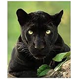 GUDOJK Wandgemälde Dekoratives Plakat Tierkunst Schwarzer Panther Gemälde auf Leinwand Wandbilder für Wohnzimmer Schlafzimmer Wandkunst Poster Drucke Bild Wohnkultur-40x60