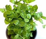 Echte Pfefferminze - Mentha piperita - Minze - 1000 S