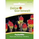 Fackellilie Royal Castle Mischung Samen - Kniphofia - Fackelliliensamen - Blumensamen - Saatg