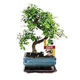 S förmiger Ulmen Bonsai 15cm - 1 b