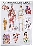 Der menschliche Körper. 70x100