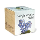 Extragreen Vergissmeinnicht Cubes von Feelgreen Holzwü