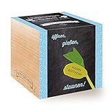 Feel Green Message Cube, Holzwürfel Mit Lasergravierter Glücksbohne'Happy Birthday', Nachhaltige Geschenkidee, 100% Eco Friendly, Anzuchtset, M