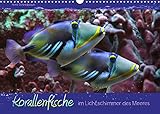 Korallenfische im Lichtschimmer des Meeres (Wandkalender 2022 DIN A3 quer)