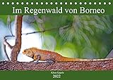 Im Regenwald von Borneo (Tischkalender 2022 DIN A5 quer)