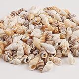 HERZWILD muschel perlen zum auffädeln ca. 270pcs natur muscheln bastelnmuscheln mit  löcher  Ideal zum Basteln, für Deko oder zum Schmuckherstellung(18-21mm)