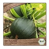 BIO Zucchini Samen samenfeste Sorte 'Tondo di Piacenza' 10 Pflanzen für den Garten Balkon oder Topf BIO Gemüsesamen von Samenlieb