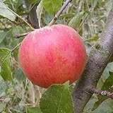 Cox Orange Renette Apfel Apfelbaum Obstbaum 120/150 cm Niedrigstamm süß