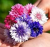 Kornblume Mischung - Polka Dot Color Mix - Centaurea cyanus - Blume - 400 S