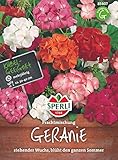 Sperli Blumensamen Geranie Prachtmischung, grü