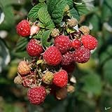 3er Set Zefa Herbsternte Himbeere Rubus 2 Ernten im Jahr im 2 L Topf Himbeerp