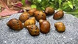 WaterPlants 5 Orange Track Rennschnecken, Algenfresser, Aquarium Schneck