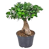 Bonsai-Baum | Ficus 'Ginseng' pro Stück - Zimmerpflanzen im Gärtnertopf ⌀20 cm - ↕40