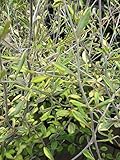 Corokia virgata Sunsplash - Zick-Zack-Strauch Sunsplash - Maschendraht-Strauch - Buntdraht-S