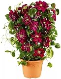 FStening 3 Stück Rote Augen Auffällige Gerüche Spezial Clematis Zwiebeln Gartenbepflanzung Bringt Menschen Zum Leuchten Geeignet Für Die Anzeige Mit Freunden F