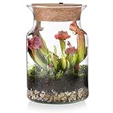 Ecoworld Tropical Corky Glas - Flaschengarten mit Lampe - Fleischfressende Pflanzen Terrarium - Ökosystem mit Schlauchpflanze - Glas: Ø 13 cm, Höhe 20