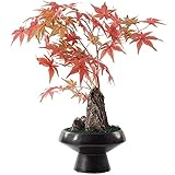 OUMYLFCNEC Bonsai Baum Künstliche Ahorn Bonsai Gefälschte Pflanze Wohnzimmer Innendekoration Simulation Baum Topfpflanze Keramik Blumentopf Home Office Künstliche B