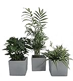 Luftrein Zimmerpflanzen Mix im Scheurich Würfelumtopf grau-stone, 14x14cm, 3 Pflanzen + 3 Umtöp