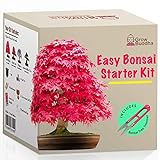 Züchte dein eigenes Bonsai - Züchte einfach 4 Arten von Bonsai-Bäumen mit unserem kompletten, anfängerfreundlichen Starter-Samen-Set - Geschenk set, Einzigartige Geschenk