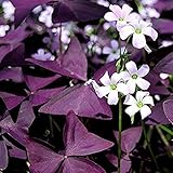 CHTING 20 Stück Oxalis Glühbirnen Mehrjährige lila Kleeblätter Blumen Pflanzung Indoor oder Outdoor Terrassenrasen Ideal für Gartendek