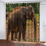 LucaSng Vorhang Verdunkelung Tiere Gras Kinderzimmer Gardinen Kinderzimmer Schlafzimmer Wohnzimmer Gardinen Vorhang 2Er Set 91.5x160 cm(B x H)