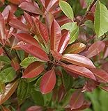 Hochstamm Glanzmispel Chico® 30-40