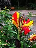 Canna pflanze,Charmante Blumen,BemüHen Sie Sich,Dürr Samen 1107 Eisbegonie Super Olympia F1 rosa (Eisbegoniesamen)-1,4Bulb