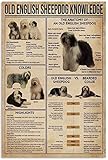 Blechschild Old English Sheepdog Knowledge Retro Metall Blechschild Badezimmer Blechschild Dekoration Frau Höhle Vintage Chic Decor Home Garage Bar Metall Poster Wanddekor 30,5 x 40,6