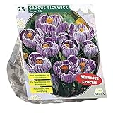 Krokusse Mammut Großblumig - Gestreift Lila - 25 Blumenzwiebel - Crocus V