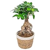 Bonsai-Baum | Ficus 'Ginseng' pro Stück im Dekokorb - Zimmerpflanzen ⌀12 cm - ↕30