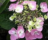 Tellerhortensie Rosalba - Schirmhortensie - Hydrangea serrata Rosalb