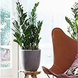 Zamioculcas zamiifolia | Glücksfeder Pflanze | Zimmerpflanzen groß | Höhe 70-75 cm | Topf-Ø 17