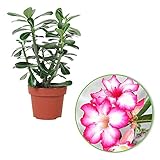 Adenium obesum | Wüstenrose | Exotische Zimmerpflanze | Höhet 30-35 cm | Topf-Ø 14