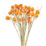 HUAESIN 30 Pcs Getrocknete Blumen Deko Natürliche Trockenblume Orange Dekoblumen Unechte Blumen Getrocknet für Fotografie Vase Hause Tischdeko Party Hochzeit Dekoration 43