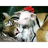 GBPR 6000 Stück Puzzle Erwachsene Puzzles Puzzle für Erwachsene und Kinder Erwachsene PuzzleTiger-6000T