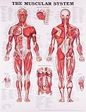 Anatomisches Diagramm „Das Muskelsystem“