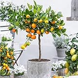 Citrus Mitis 'Calamondin' | Orangenbaum | Obstbaum | Lieferhöhe 40-45cm | Topf Ø16