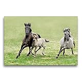 CALVENDO Premium Textil-Leinwand 75 x 50 cm Quer-Format Dülmener Wildpferde Stute mit ihrem Fohlen im Galopp, Leinwanddruck von Katho M