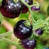 Tomato Schwarze ''Black Pirat'' 25 x Samen aus Portugal 100% Natursamen ohne chemische Anzuchthilfen oder Gentechnik